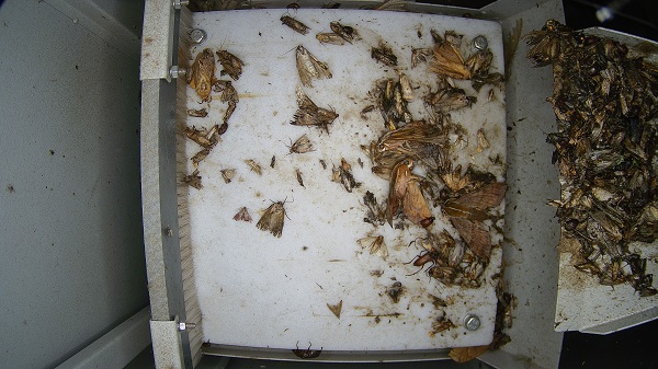 蟲情測(cè)報(bào)燈圖片2 蟲情測(cè)報(bào)燈圖片2