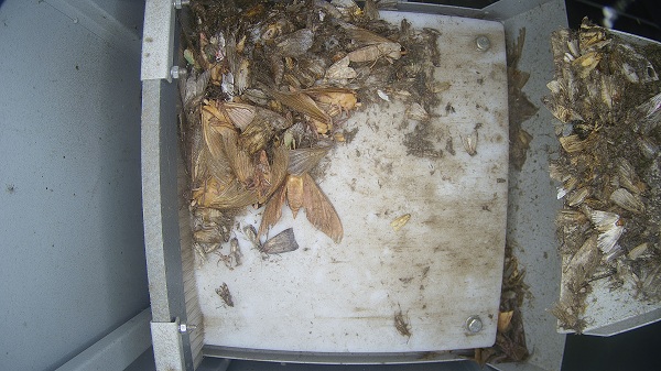 蟲情監(jiān)測圖片1 蟲情監(jiān)測圖片1