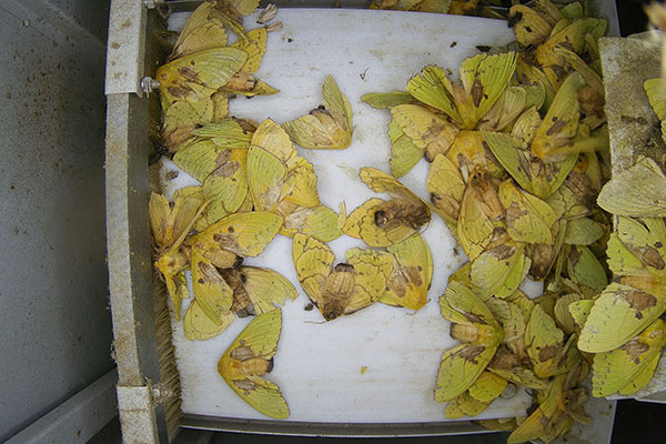 蟲情測(cè)報(bào)設(shè)備圖片5